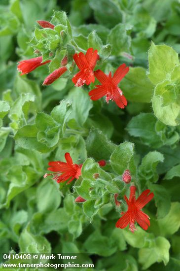 Epilobium canum ssp. latifolium (Zauschneria latifolia)