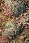 Cushion Buckwheat