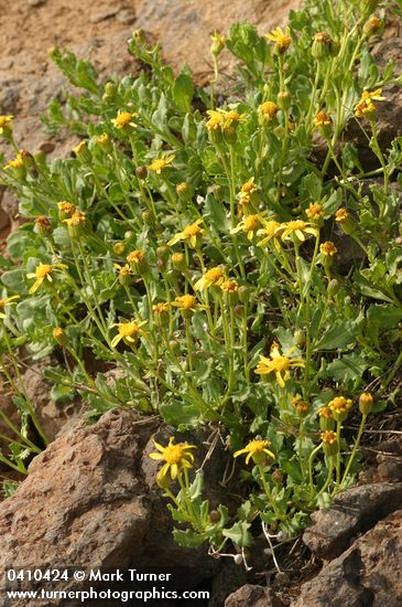 Senecio fremontii