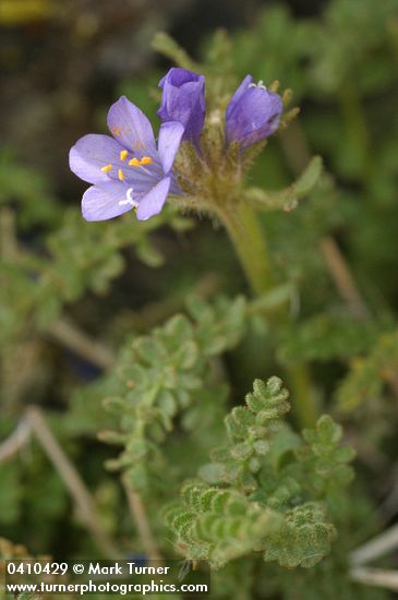 Polemonium viscosum