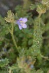 Sky Pilot blossom & foliage detail