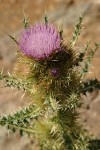 Steens Mountain Thistle blossom & foliage detail