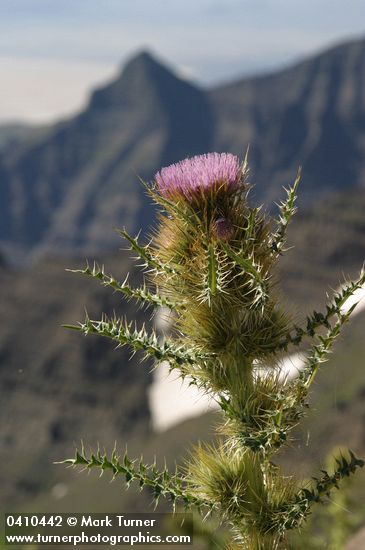 Cirsium peckii