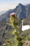 Steens Mountain Thistle w/ rock rib & Alvord Desert soft bkgnd