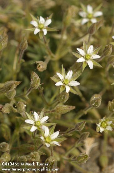 Minuartia nuttallii ssp. fragilis