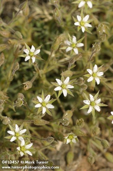 Minuartia nuttallii ssp. fragilis