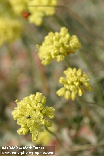 Eriogonum ovalifolium var. purpureum