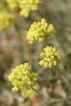 Cushion Buckwheat blossoms detail