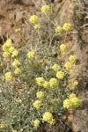 Cushion Buckwheat