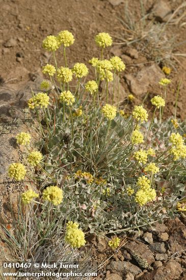 Eriogonum ovalifolium var. purpureum