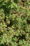 Alpine Prickly Currant