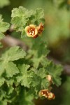 Alpine Prickly Currant blossom & foliage detail