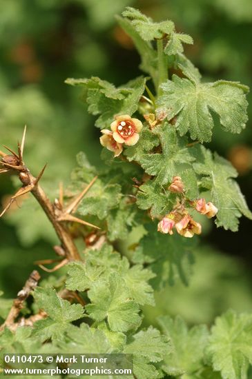 Ribes montigenum
