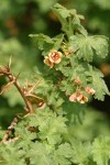 Alpine Prickly Currant blossoms, foliage & thorns detail