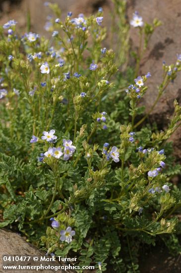 Polemonium viscosum