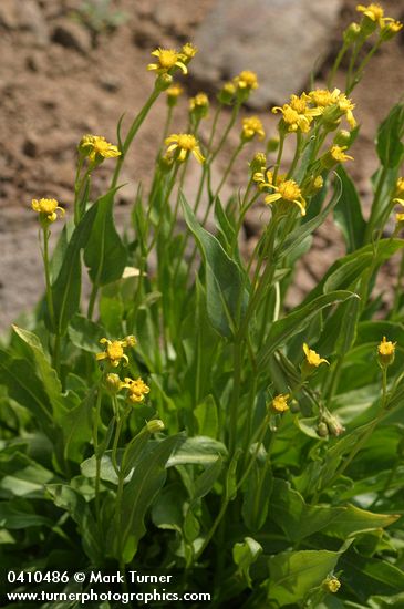 Senecio crassulus