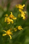 Thick-leaved Groundsel blossoms detail