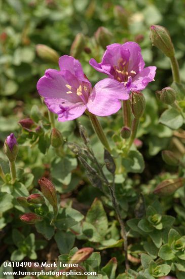 Epilobium obcordatum