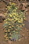 Sulphur-flower Buckwheat 