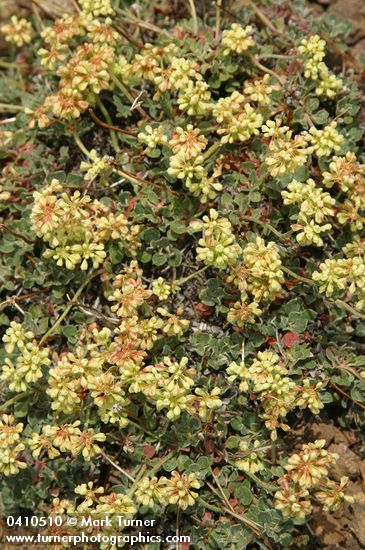 Eriogonum umbellatum var. dichrocephalum
