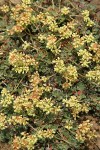 Sulphur-flower Buckwheat 