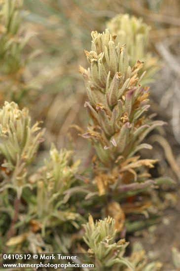 Castilleja pilosa var. steenensis