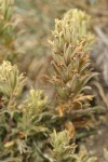 Steenes Indian Paintbrush