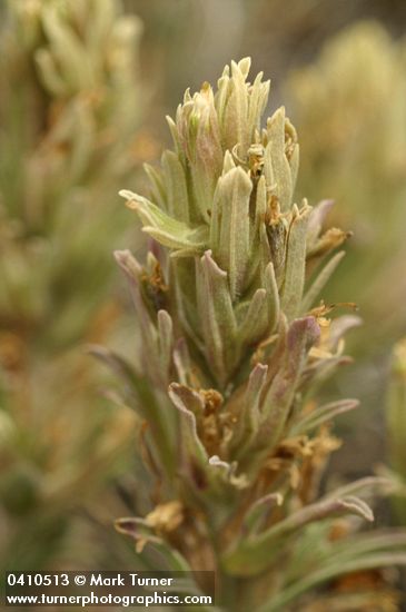 Castilleja pilosa var. steenensis