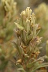 Steenes Indian Paintbrush bracts & blossoms