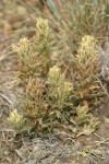 Steenes Indian Paintbrush