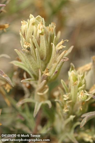 Castilleja pilosa var. steenensis