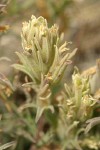 Steenes Indian Paintbrush bracts & blossoms detail