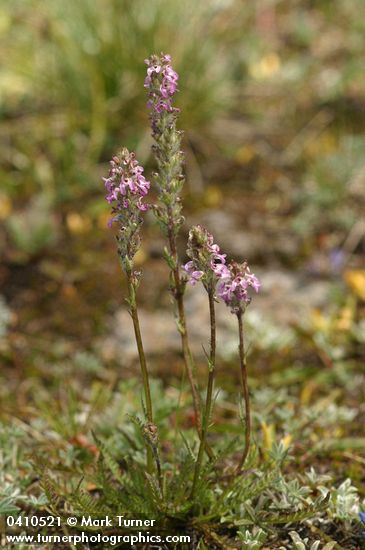 Pedicularis attollens