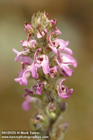 Pedicularis attollens