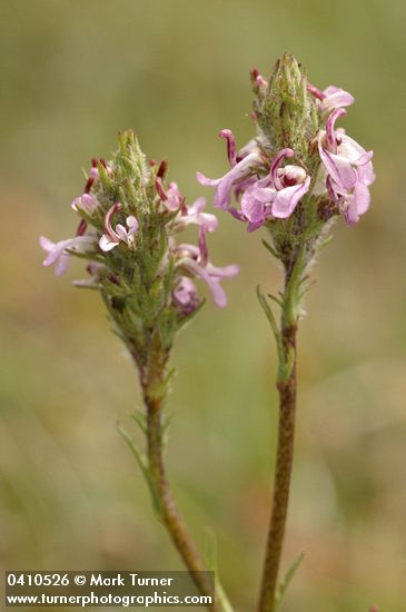 Pedicularis attollens