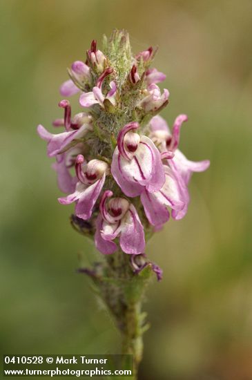 Pedicularis attollens