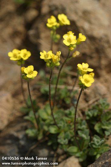 Draba cusickii