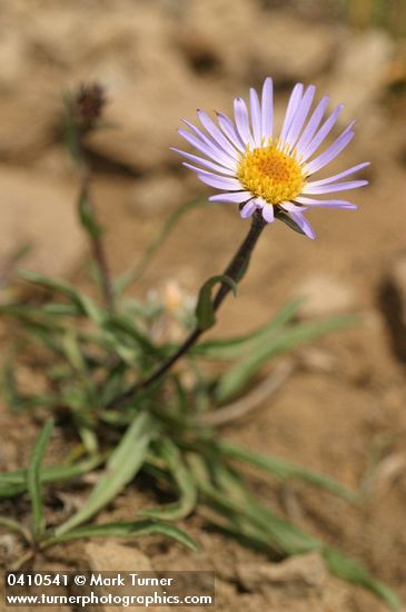 Oreostemma alpigenum var. haydenii (Aster alpigenus var. haydenii)