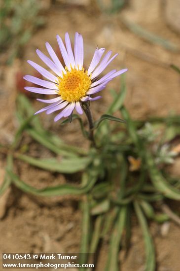 Oreostemma alpigenum var. haydenii (Aster alpigenus var. haydenii)