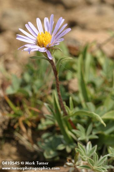 Oreostemma alpigenum var. haydenii (Aster alpigenus var. haydenii)