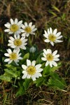 White Marsh Marigolds