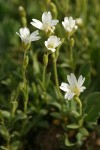 Bering Chickweed blossoms & foliage detail