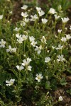 Bering Chickweed