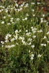 Bering Chickweed