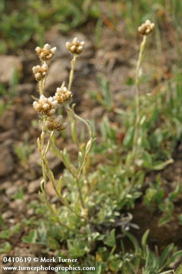 Antennaria umbrinella