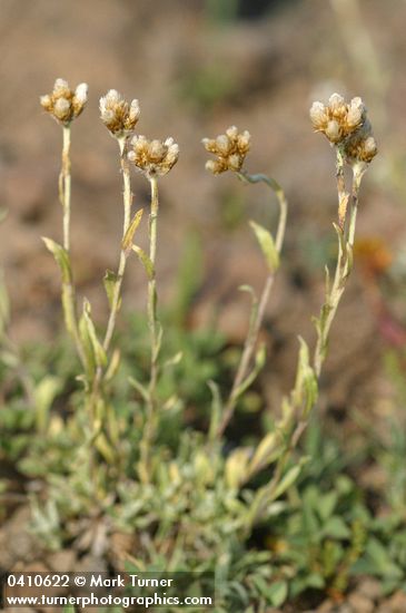 Antennaria umbrinella