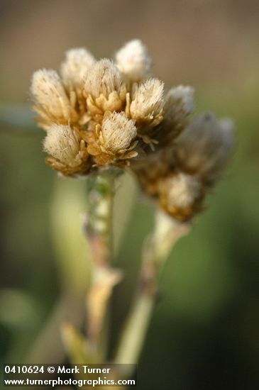 Antennaria umbrinella