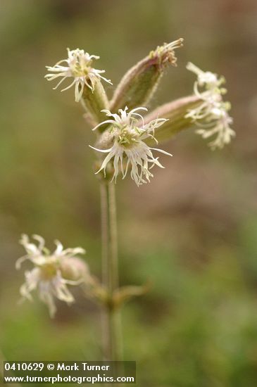 Silene oregana