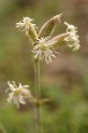 Oregon Campion blossoms detail