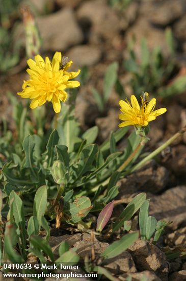 Agoseris glauca